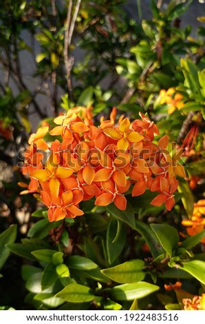 Orange ashoka flowers blooming and photographed up closed revealing its detailed petals and vibrant color of being sunkissed at dusk.