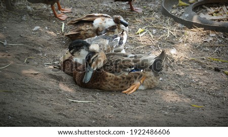 A ducks laying on the ground near a swamp for selective focus and blurred background.