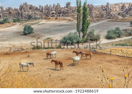 Cappadocia's horses in the farm. It also Capadocia is a historical region in Central Anatolia, largely in the Nevsehir, Kayseri, Kırsehir, Aksaray, Malatya, Sivas and Nigde provinces in Turkey.