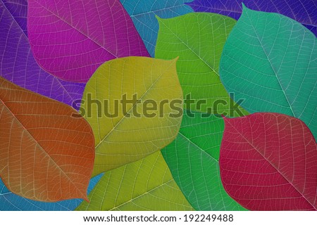 Colorful Leaves background