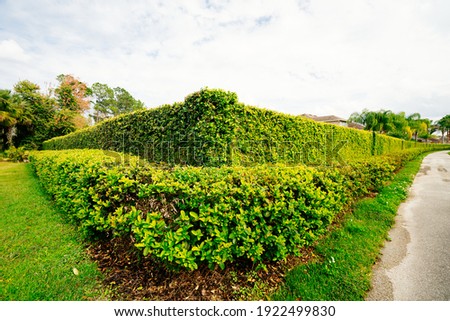Green Ivy wall of a Florida community	