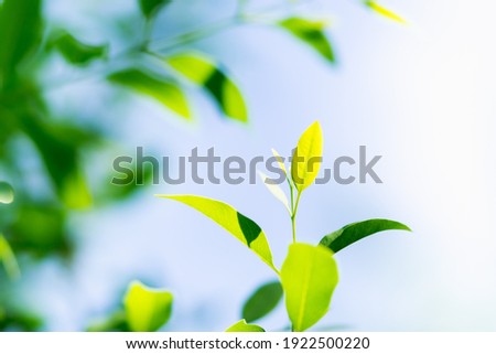 Closeup fresh green leaf, natural greenery plants using as fresh ecology background concept