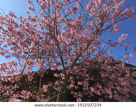 Photo of Sakura flower in the garden at Chiangmai Thailand.