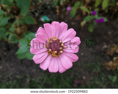 pink beautiful wood flowers garden