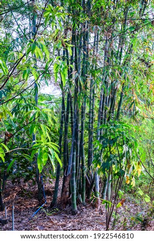 Fresh bamboo trees in the garden