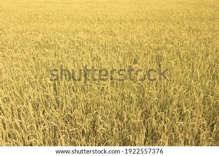 Fresh yellow and green color of rice field in Thailand.