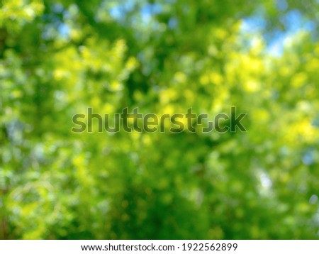 Blurred beautiful nature, green leaves bokeh background in sky summer.