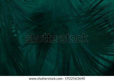 Beautiful dark green vintage color trends feather texture background Royalty-Free Stock Photo #1922563640
