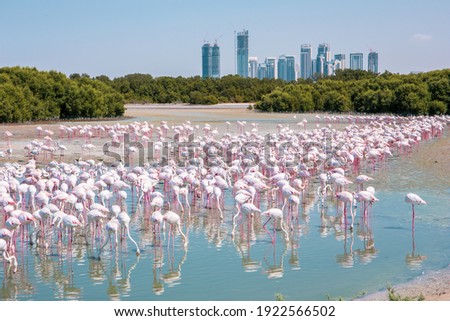 Thousands of Greater Flamingos (Phoenicopterus roseus) at Ras Al Khor Wildlife Sanctuary in Dubai, wading in lagoon and fishing, with Dubai skyline in the background. 