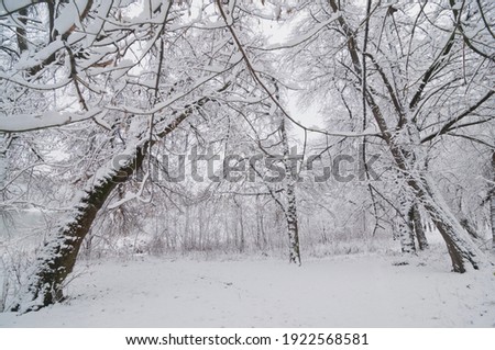 Silhouettes of trees in the winter season with abundant snow. Natural texture look for background and design.