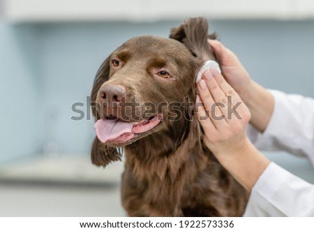 Vet cleaning dogs ear at vet clinic Royalty-Free Stock Photo #1922573336