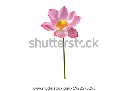 Beautiful lotus flower isolated on white background with clipping paths.