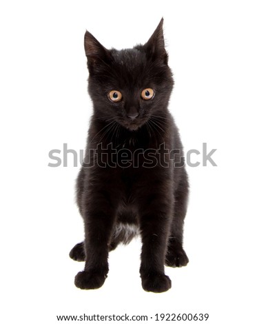 Black cat isolated on a white background.