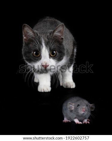 feral cat in front of black background