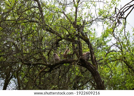 Picture of baby European Eagle Owl standing on a tree