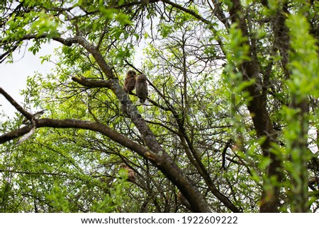 Picture of baby European Eagle Owl standing on a tree