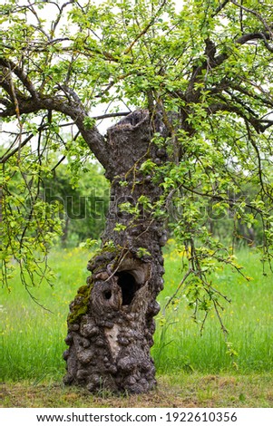 Picture of a sick apple tree cortex