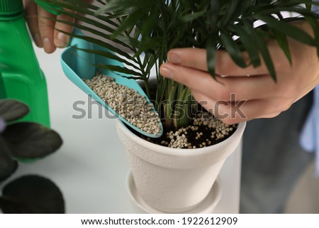 Woman pouring granular fertilizer into pot with house plant at table, closeup Royalty-Free Stock Photo #1922612909