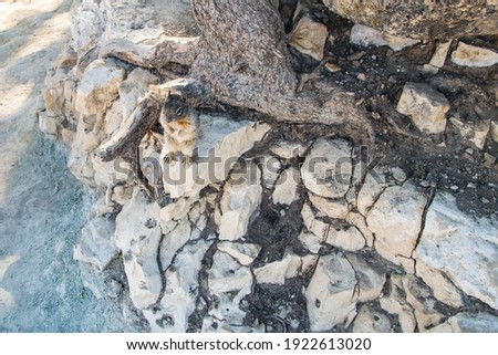 Picture of an adorable squirrel standing on a rock