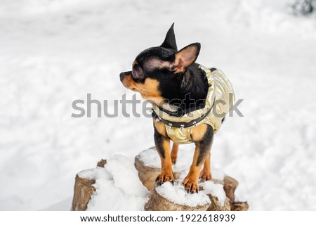 dog jacket cold in the winter. Chihuahua in winter clothes on a background of snow. Dog on a walk