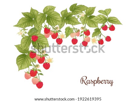 Raspberry. Ripe berries on branch. Clip art, set of elements for design Graphic drawing, engraving style. Vector illustration..