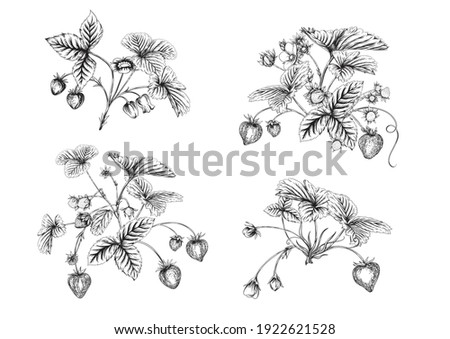 Strawberry branch with red berries. Clip art, set of elements for design Graphic drawing, engraving style. Vector illustration. Isolated on white background.