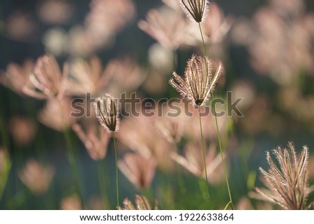Close up of grass flowers on lawn in the evening and sunshine pattern for concept design. Grass flowers in the evening on field or lawn texture and background, vintage.                               