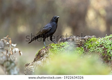 Carrion crow with the last lights of day in an oak and pine forest in winter