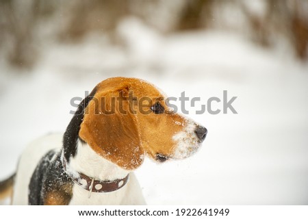 Dog breed Beagle in winter play in the snow outdoors.
