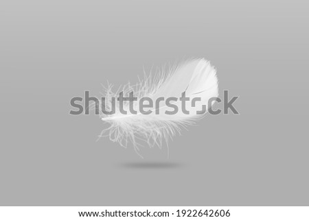 Soft and light single white feather falling down in the air. Royalty-Free Stock Photo #1922642606