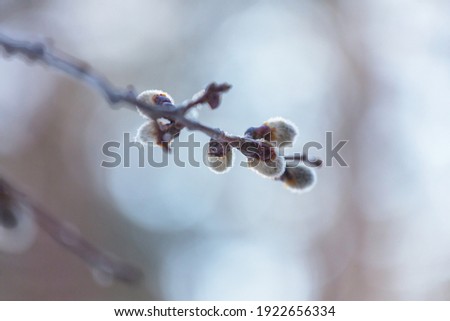 Pussy willow flowers on the branch in spring season. Easter and spring background