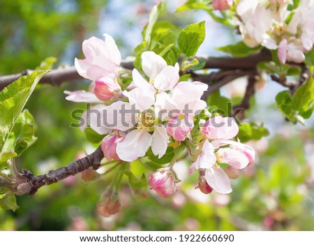 beautiful flowers on a branch of an apple tree against the background of a blurred garden Royalty-Free Stock Photo #1922660690