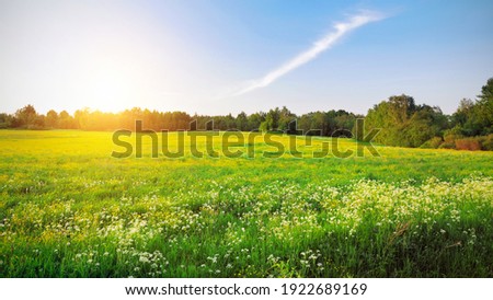 yellow flowers hill and blue sky at sunset time Royalty-Free Stock Photo #1922689169