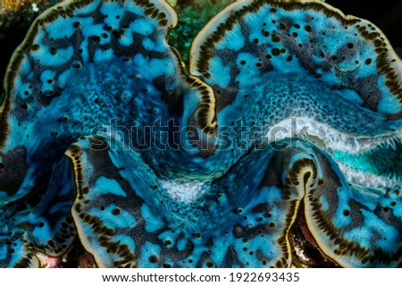 close up picture of giant clam with short depth of field 