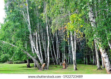 Beautiful birch forest grassland scenery in Xinjiang, China