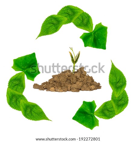 recycle plant isolated on white background, conservation concept