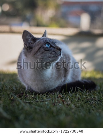 White cat with blue eyes on grass looking up