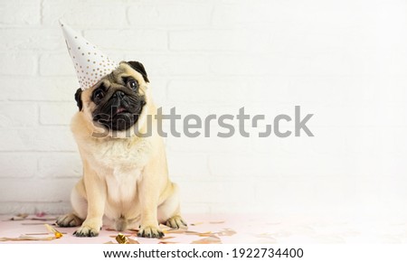  Attentive  smiling   funny pug dog  on birthday party .  background with confetti   and copy spase . Advertising  concept .