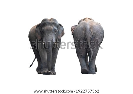 Front and back of the male Asian wild elephant isolated on white background
