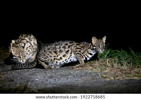 Two leopard cat at night