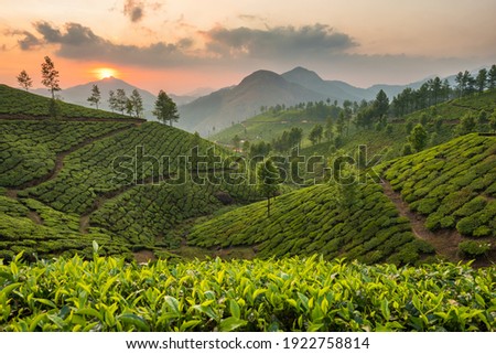 Tea plantations in Munnar, Kerala, India. Beautiful tea plantations landscape at sunset Royalty-Free Stock Photo #1922758814