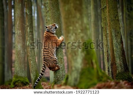 Young Amur tiger (Panthera tigris)  playing in the forest. A large feline beast climbs a tree. Siberian big cat in environment. Tiger in nature forest habitat. Royalty-Free Stock Photo #1922771123