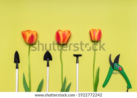 Fresh tulips flowers, garden tools and pruning shears on light pastel background. Creative composition in orange and green colors. Gardening, spring work concept. Flat lay, top view, copy space