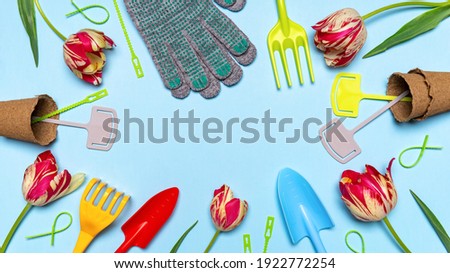 Fresh tulips flowers, multi-colored garden tools, garden signs and gloves on blue pastel background. Creative composition, springtime. Gardening, spring work concept. Flat lay, top view, copy space