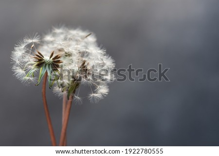 Dandelion close-up on a gray background. Soft selective focus. Spring fluffy white flowers in the sunlight. The concept of the summer air, freedom, lightness. Horizontal composition with copy space