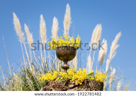 Closeup detailed concept Easter picture with a steel chalice cup on a wooden trunk altar filled and surrounded by yellow mimosa flowers in springtime with natural beautiful colorful background