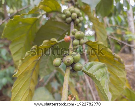 Arabica coffee fruit with coffee tree, Aceh Indonesia