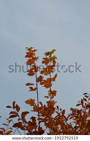 Two branches with orange leaves of young maple tree in autumn