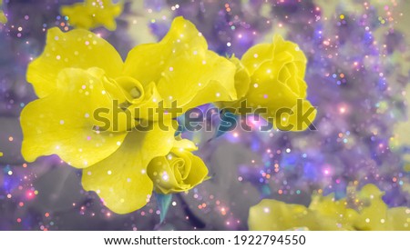 Yellow roses against sparkling purple background. Yellow and purple floral background. Yellow roses background. Yellow floral background.