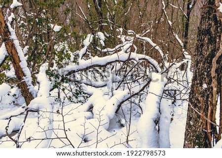 Beautiful winter forest covered with snow. Winter scenery. White snow lies on the branches of the trees.
